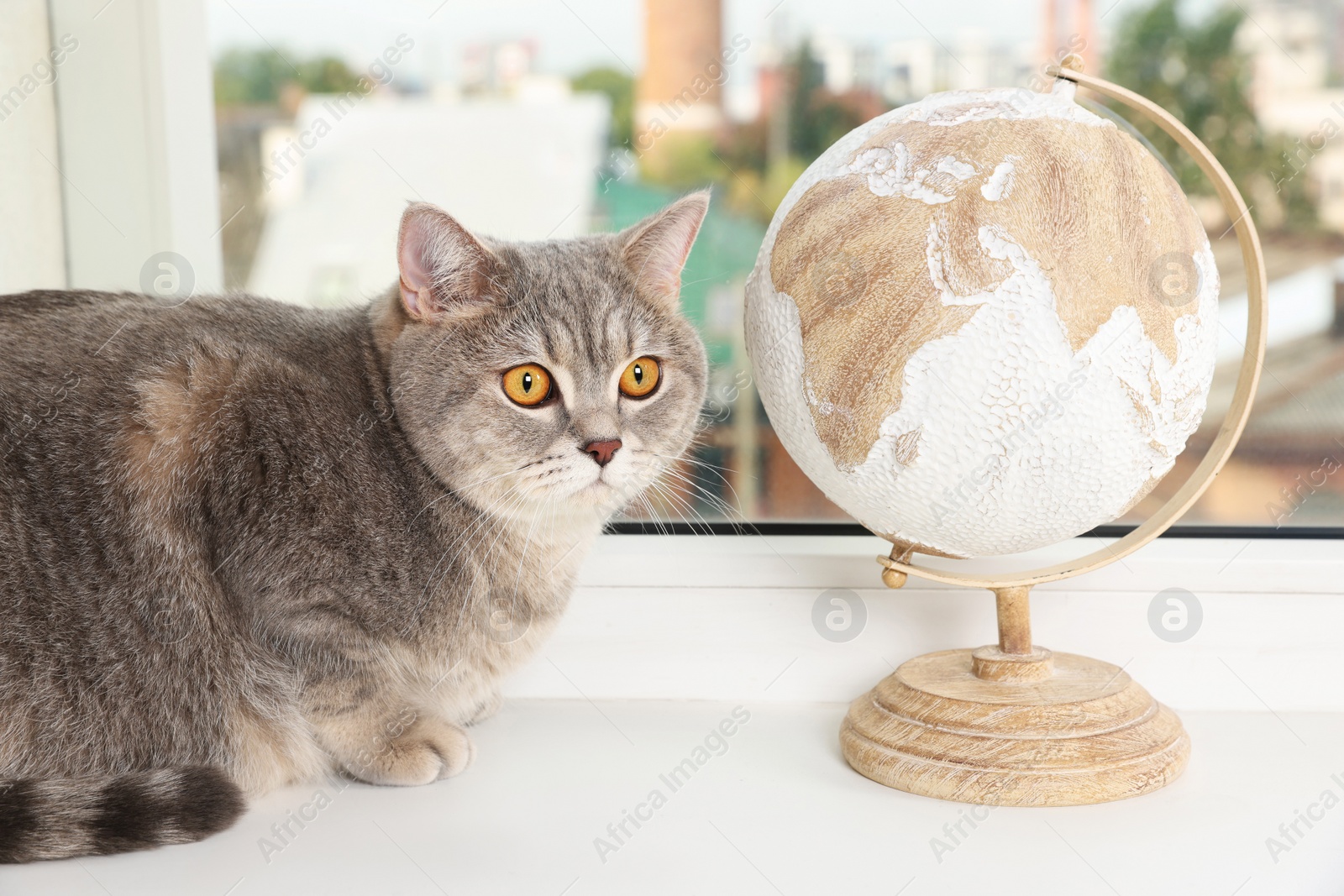 Photo of Cute cat and globe on windowsill indoors. Travel with pet concept