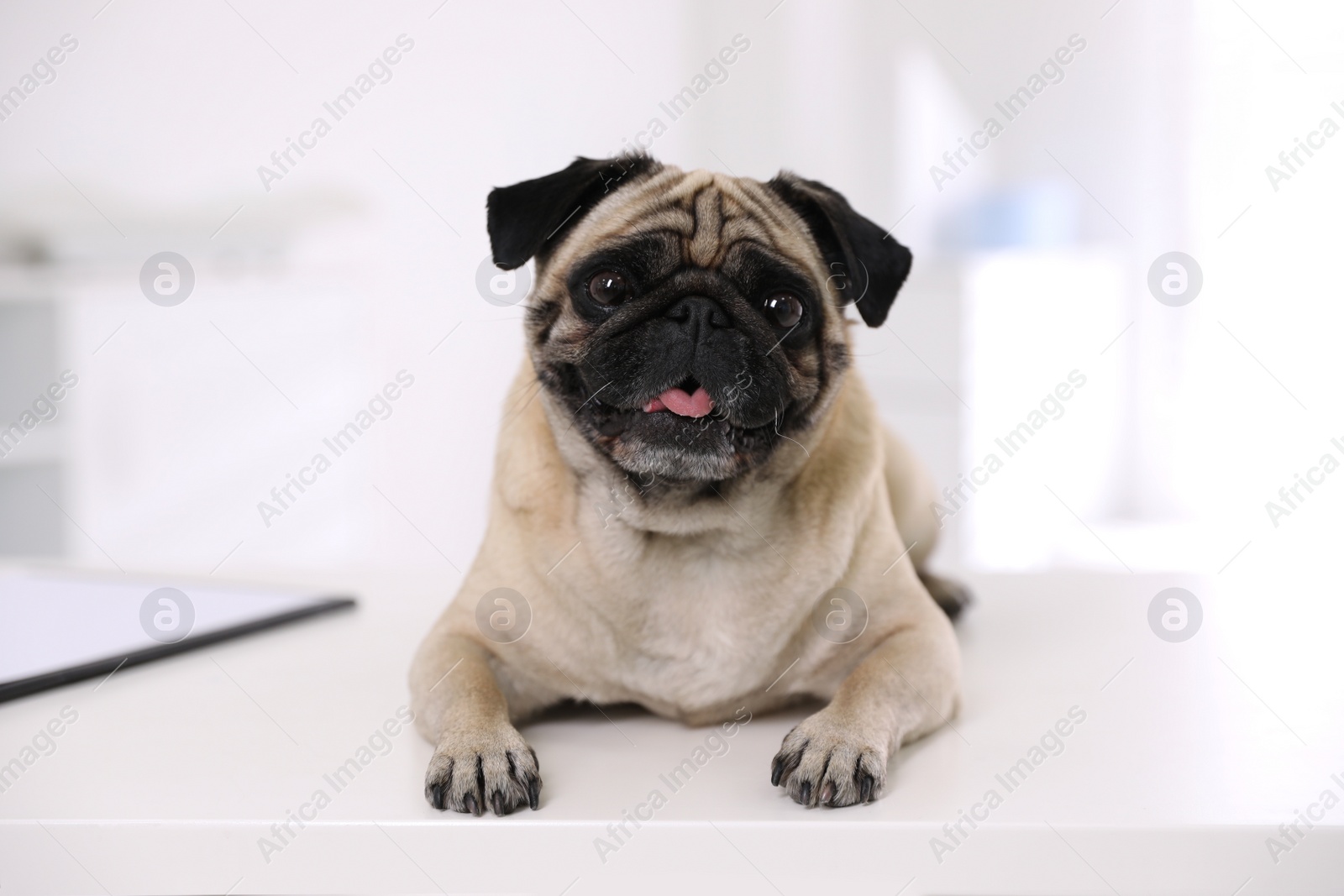 Photo of Cute pug dog on white table in clinic. Vaccination day