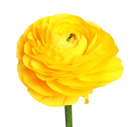 Photo of Beautiful fresh ranunculus flower isolated on white