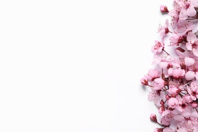 Beautiful spring tree blossoms as border on white background, top view. Space for text