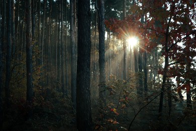 Photo of Majestic view of forest with sunbeams shining through yellowed trees. Autumn season
