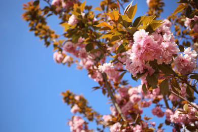 Photo of Closeup view of blossoming pink sakura tree outdoors
