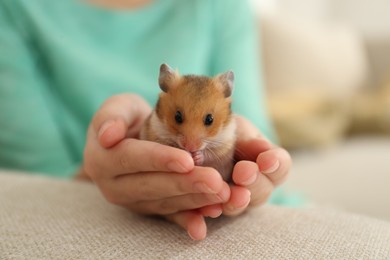 Photo of Little girl holding cute hamster at home, closeup