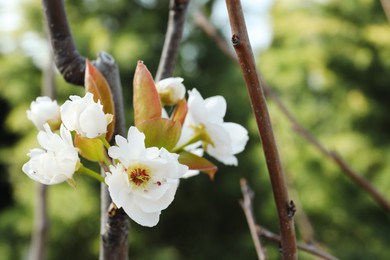 Photo of Beautiful spring blossoms on tree in garden, closeup. Space for text