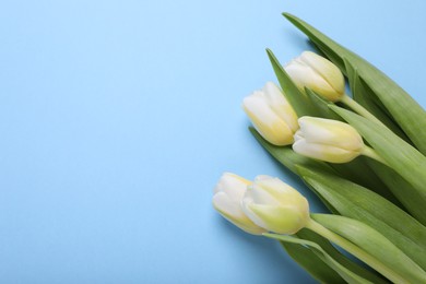 Photo of Beautiful yellow tulips on light blue background, flat lay. Space for text