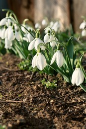 Photo of Beautiful blooming snowdrops growing outdoors. Spring flowers