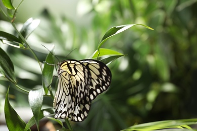 Beautiful rice paper butterfly on green plant in garden
