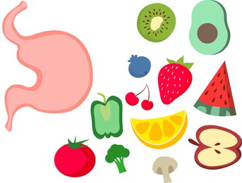 Illustration of  stomach, fruits and vegetables on white background. Healthy eating habits