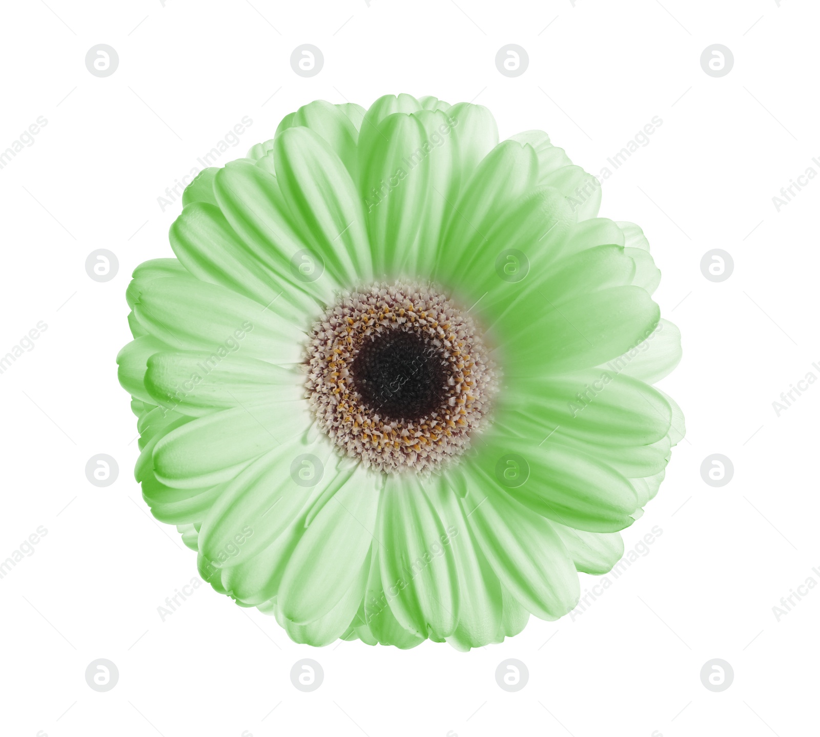 Image of Beautiful light green gerbera flower on white background