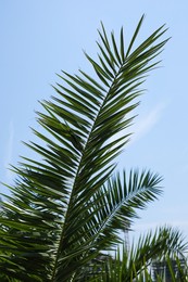 Photo of Beautiful green tropical leaves against blue sky