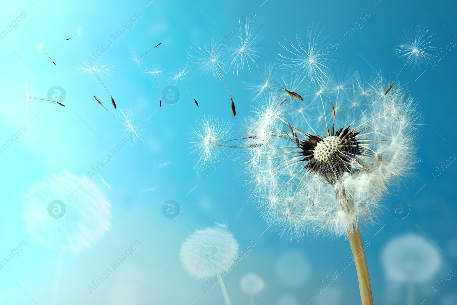 Image of Beautiful puffy dandelion and flying seeds against blue sky on sunny day 