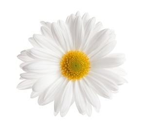 Photo of Beautiful and delicate chamomile flower on white background