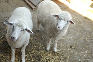 Photo of Cute funny sheep on farm. Animal husbandry