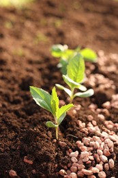 Photo of Granulated fertilizer and seedlings growing in soil, closeup