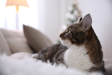 Photo of Cute cat in room decorated for Christmas