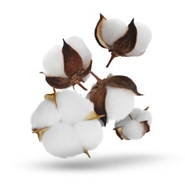 Image of Beautiful cotton flowers falling on white background