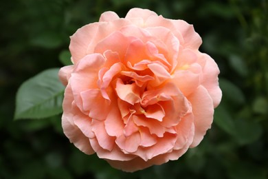 Beautiful blooming pink rose outdoors, closeup view