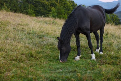 Photo of Beautiful black horse grazing on green pasture. Lovely pet