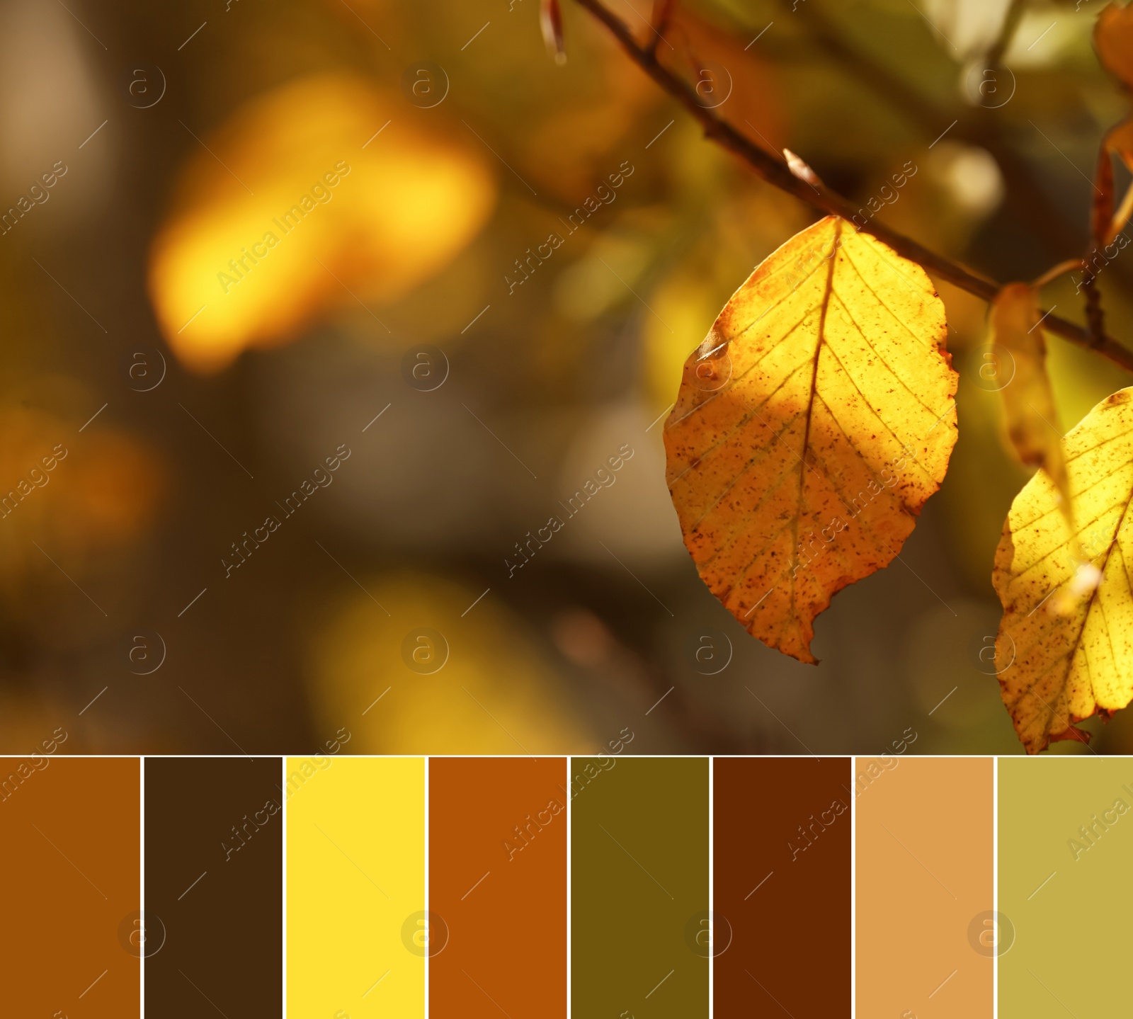 Image of Palette of autumn colors and beautiful tree branch with bright leaves outdoors