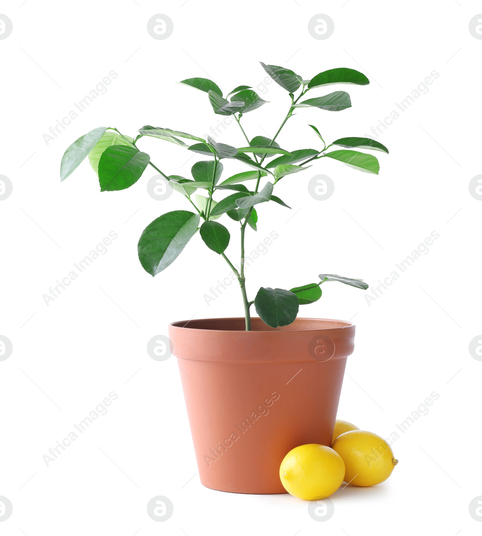 Photo of Potted lemon tree and fruits on white background