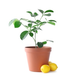 Photo of Potted lemon tree and fruits on white background