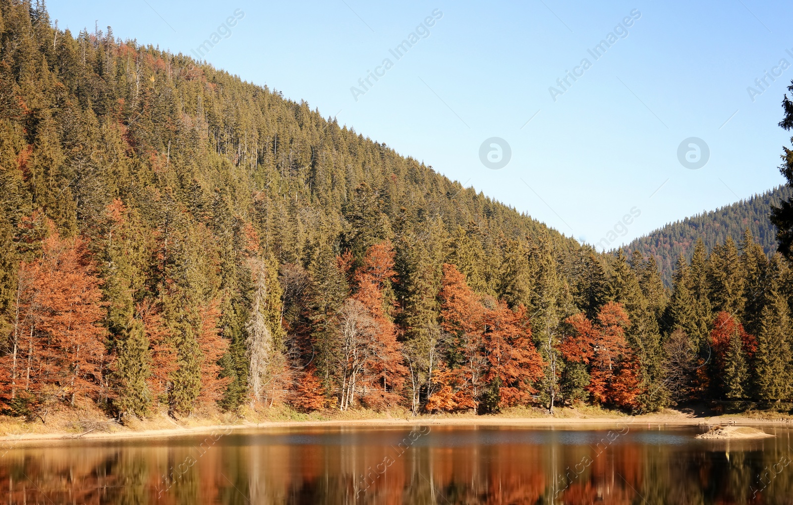 Photo of Beautiful mountain landscape with forest near water