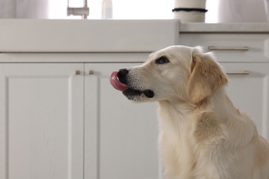 Photo of Cute Labrador Retriever showing tongue in kitchen at home, space for text
