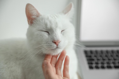 Photo of Adorable white cat distracting owner from work, closeup