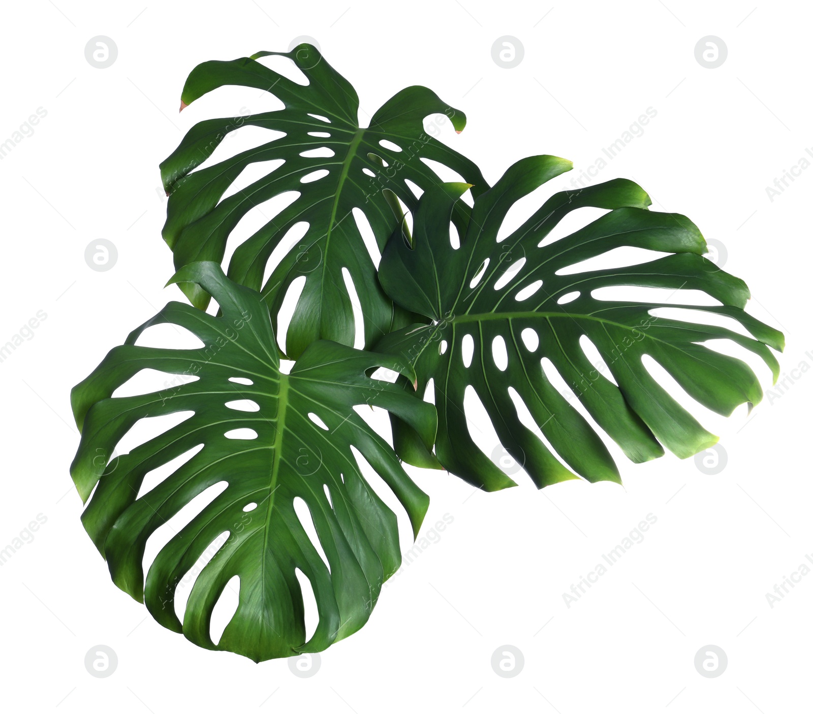 Photo of Green fresh monstera leaves on white background. Tropical plant