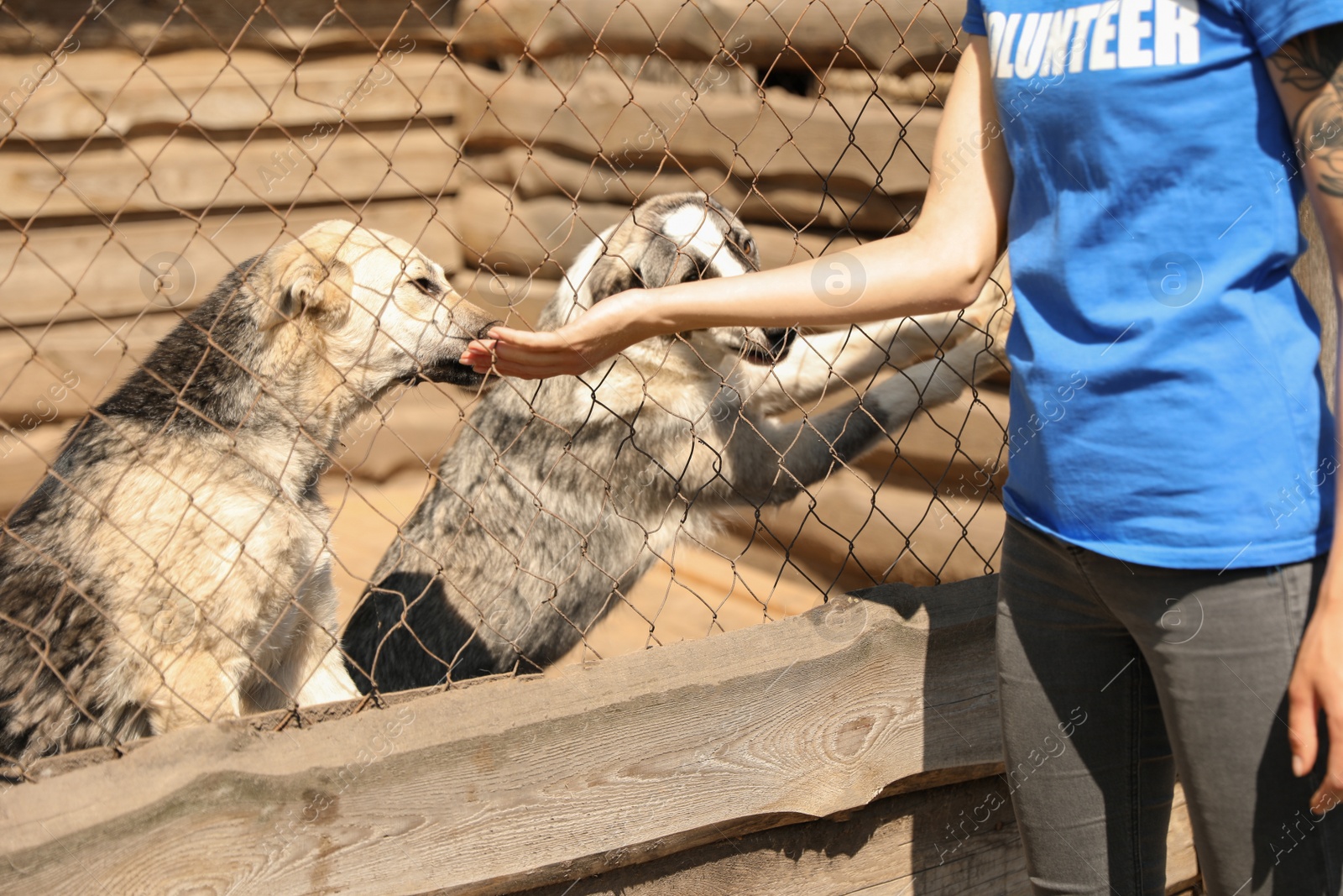 Photo of Woman near cage with homeless dogs in animal shelter, closeup. Concept of volunteering