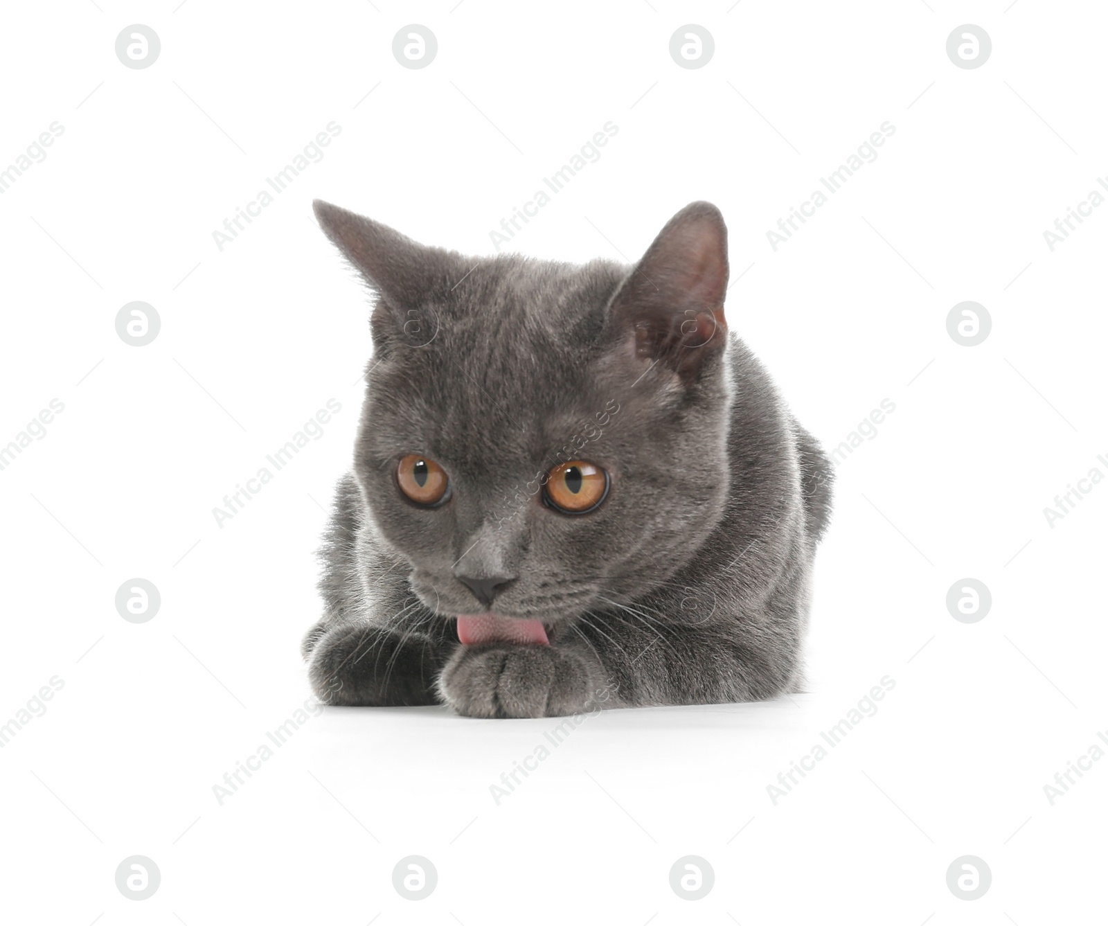 Photo of Adorable grey British Shorthair cat on white background