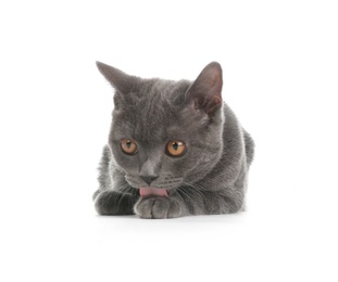 Photo of Adorable grey British Shorthair cat on white background