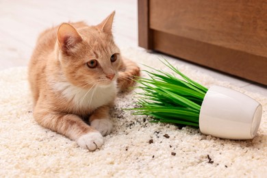 Cute ginger cat near overturned houseplant on carpet at home