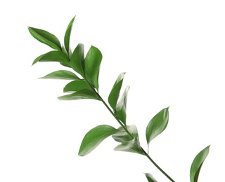 Branch with fresh green Ruscus leaves on white background