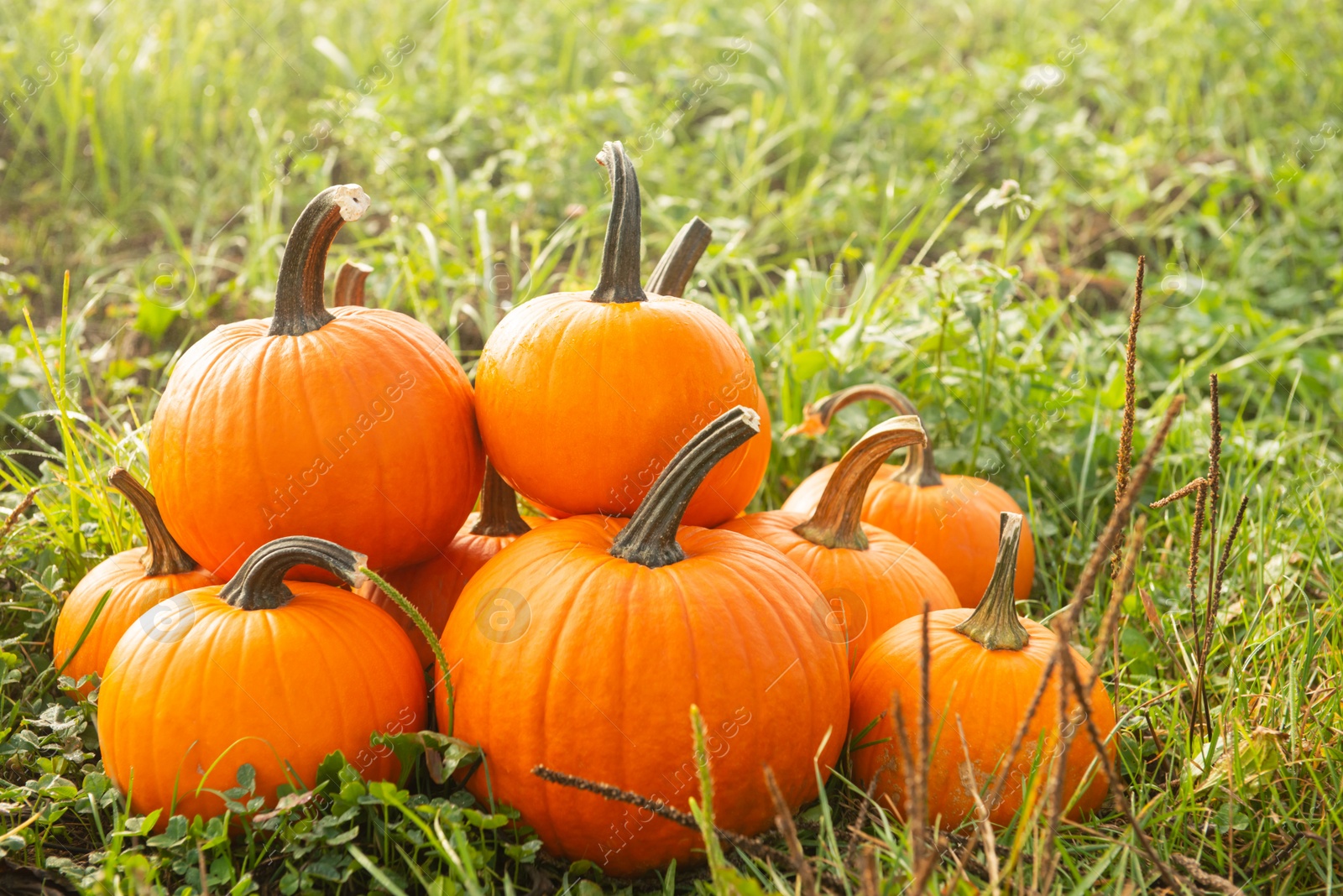 Photo of Many ripe orange pumpkins on green grass outdoors