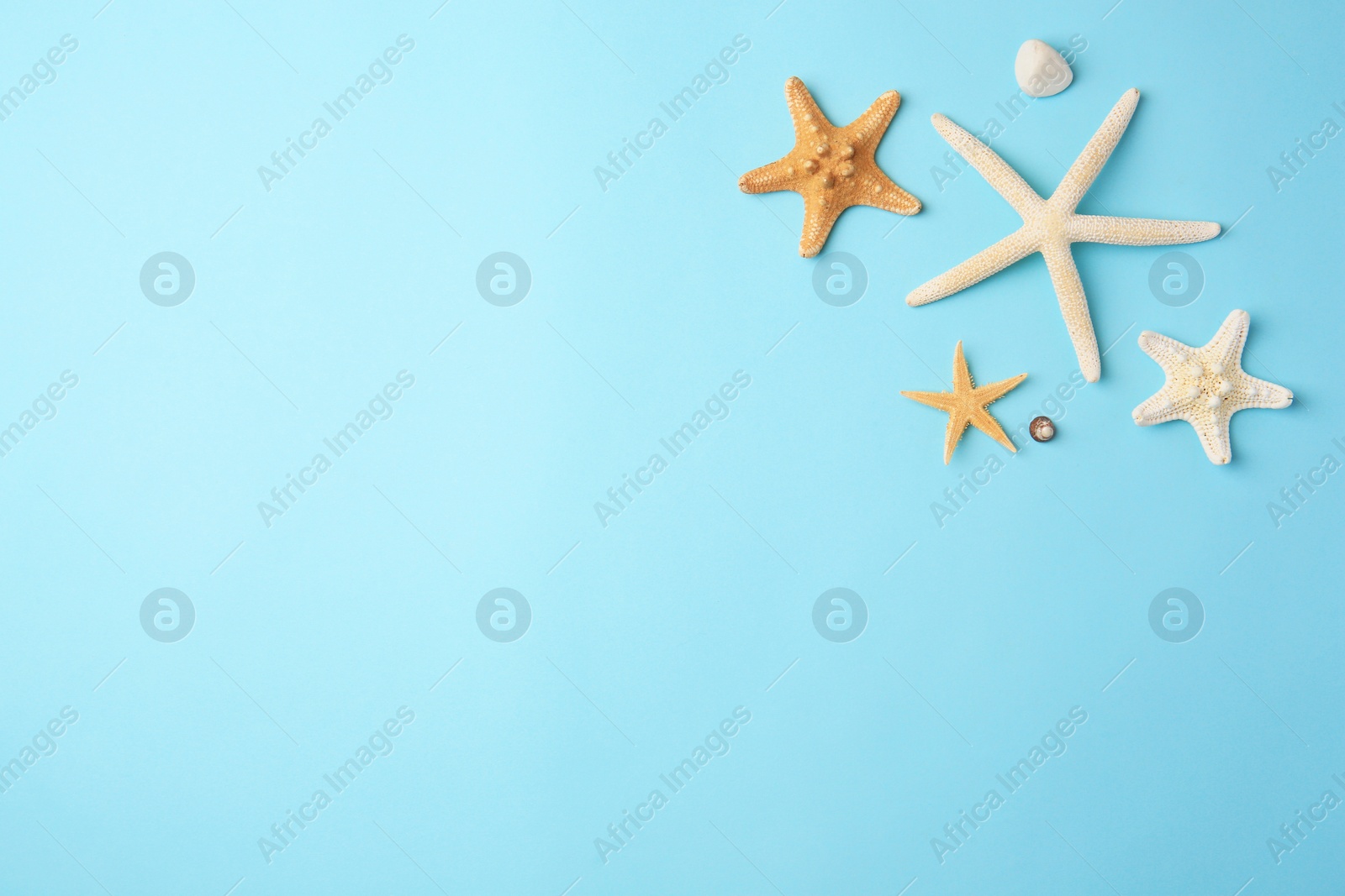 Photo of Beautiful starfishes, sea shell and stone on light blue background, flat lay. Space for text