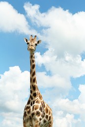Photo of Beautiful spotted African giraffe against blue sky