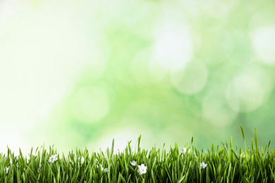 Photo of Fresh green grass and white flowers on blurred background, space for text. Spring season