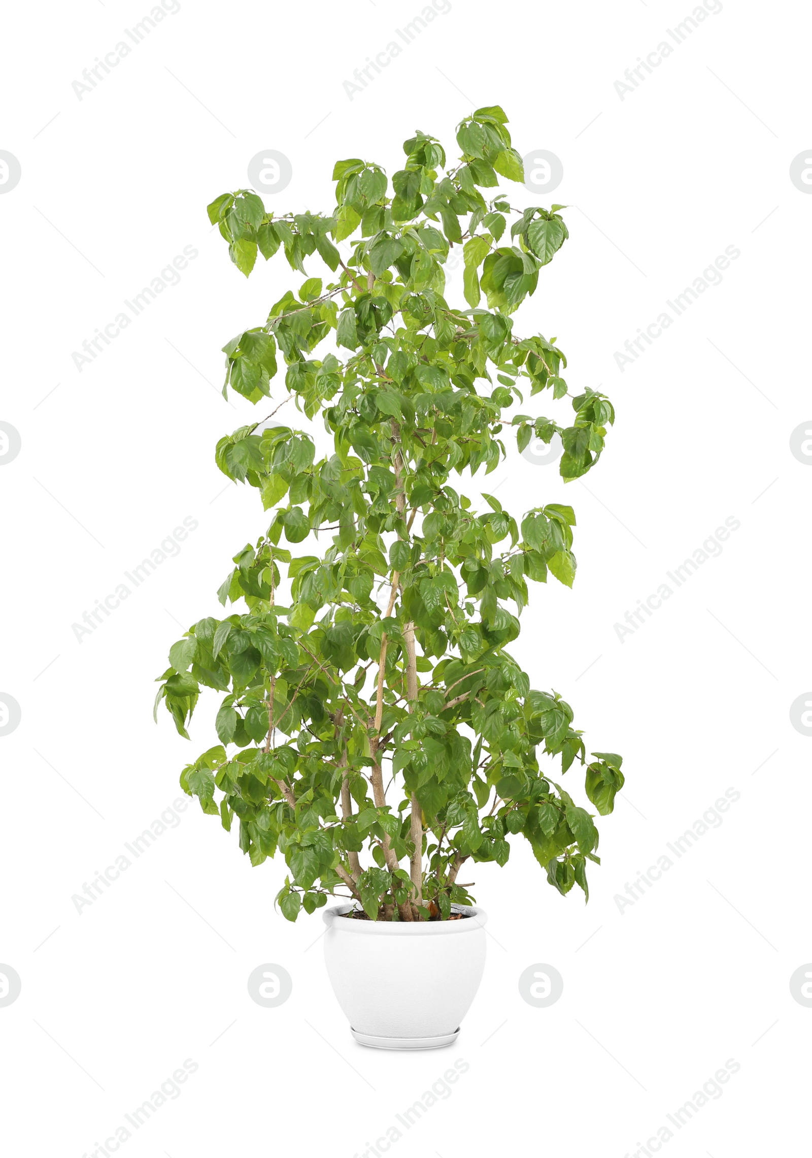 Photo of Beautiful ficus in pot on white background