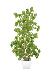 Photo of Beautiful ficus in pot on white background