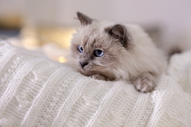 Cute cat lying on knitted blanket at home. Warm and cozy winter