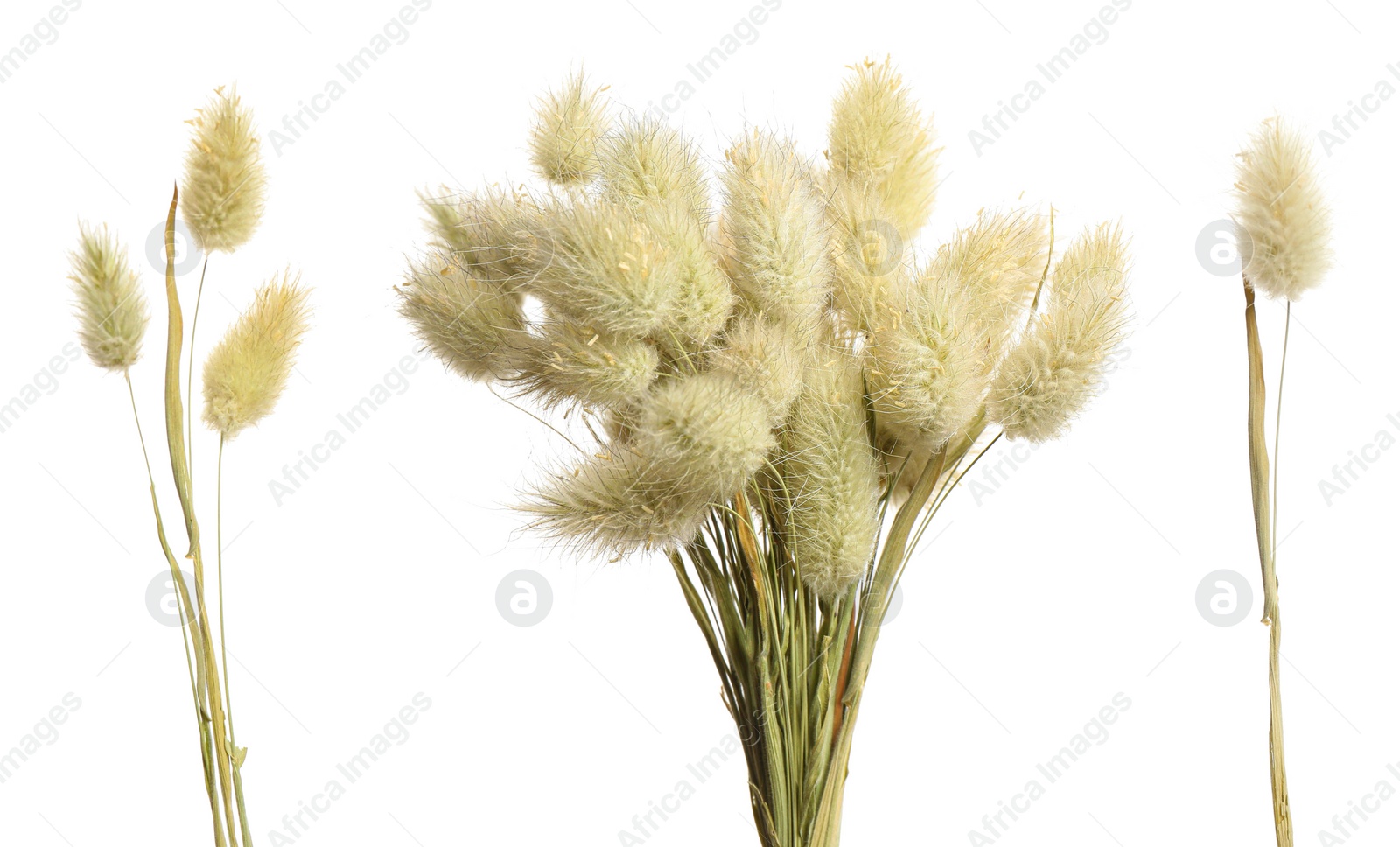 Image of Set with beautiful decorative dry flowers on white background, banner design 