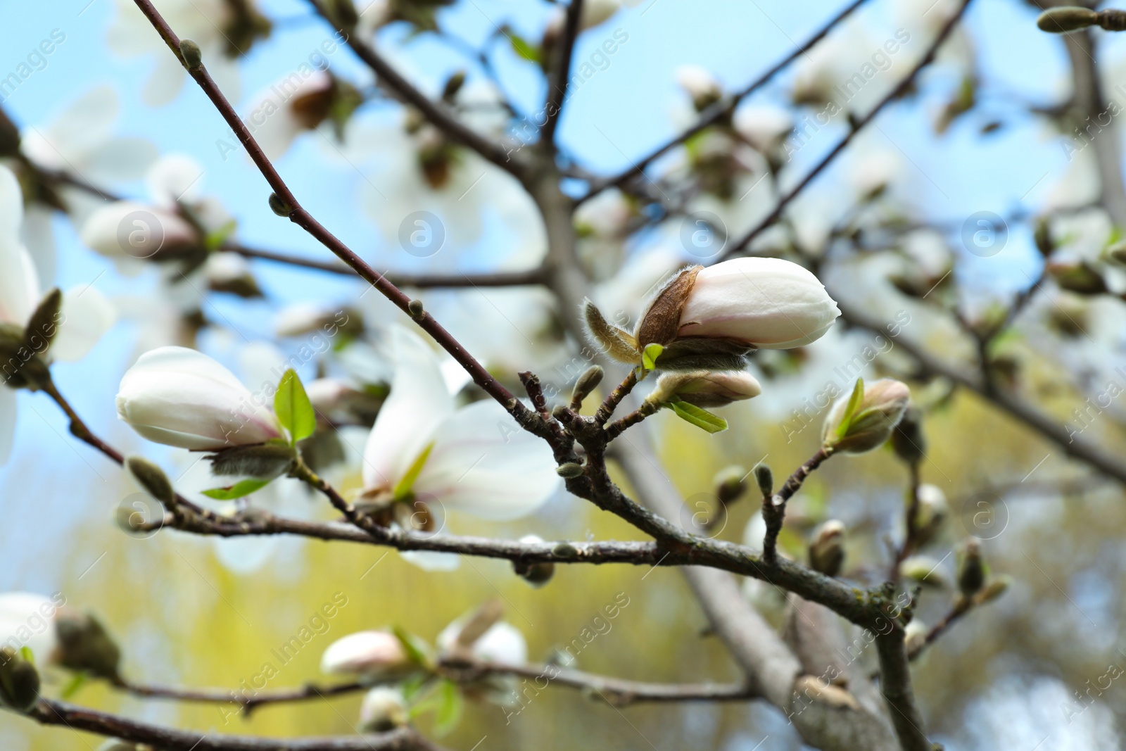 Photo of Magnolia tree with delicate white flower buds outdoors, closeup