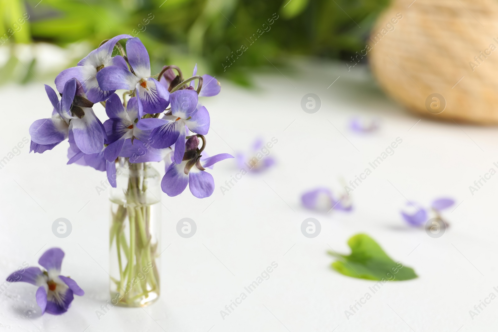 Photo of Beautiful wood violets on white table, space for text. Spring flowers