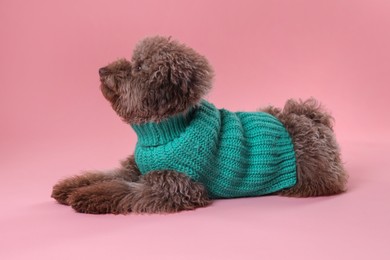 Cute Toy Poodle dog in knitted sweater on pink background