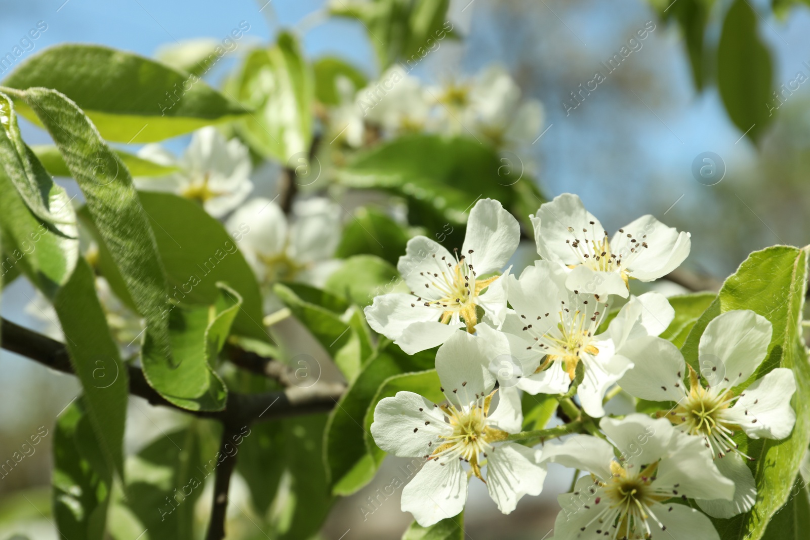 Photo of Beautiful blossoming pear tree outdoors on sunny day, closeup. Space for text