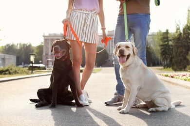Photo of Owners walking their labrador retrievers outdoors on sunny day