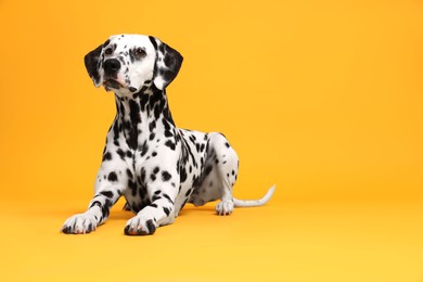 Photo of Adorable Dalmatian dog on yellow background, space for text. Lovely pet