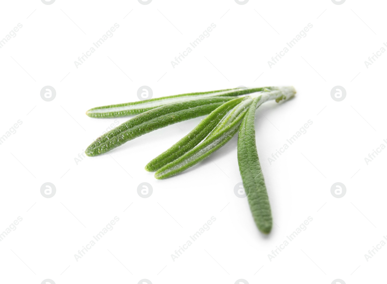 Photo of Fresh green rosemary twig on white background