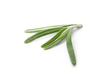 Fresh green rosemary twig on white background